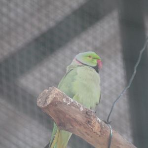 Rose-ringed parakeet (Psittacula krameri)