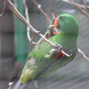 Papuan eclectus (Eclectus polychloros polychloros)