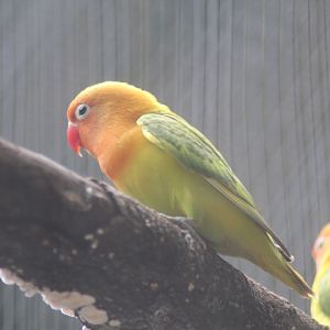 Fischer's lovebird (Agapornis fischeri)