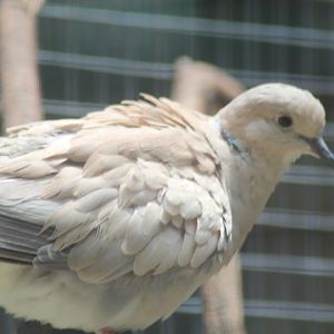 Eurasian collared dove (Streptopelia decaocto)