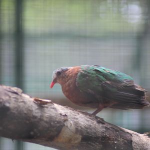 Common emerald dove (Chalcophaps indica indica)