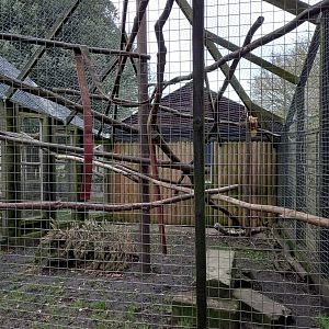 Golden Possum enclosure