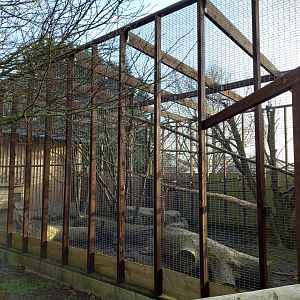 White-nosed Coati exhibit
