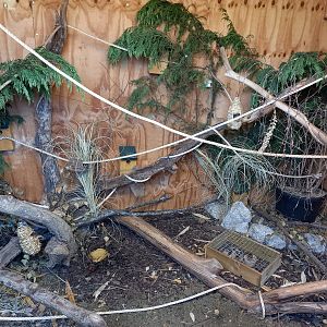 Harvest Mouse enclosure