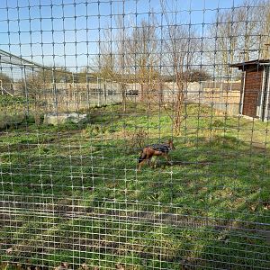 Black-Backed Jackal enclosure