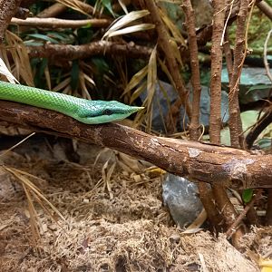 Rhinoceros Rat Snake
