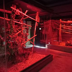 December 2023 - Main Nocturnal House