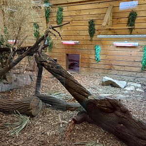 December 2023 - Komodo Dragon 'Pete'