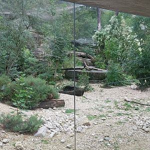 Persian leopard enclosure
