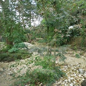 Persian leopard enclosure