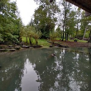 BärenHaus - Mixed species enclosure