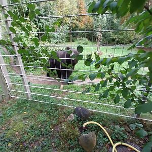 Ussuri brown bear (Ursus arctos lasiotus)