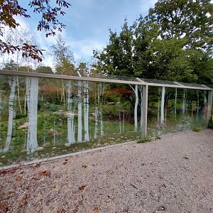 Eurasian wolf enclosure