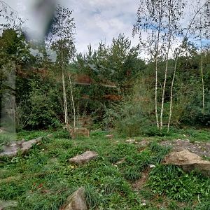 Eurasian wolf (Canis lupus lupus)