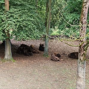 WisentenWald - European bison (Bison bonasus)