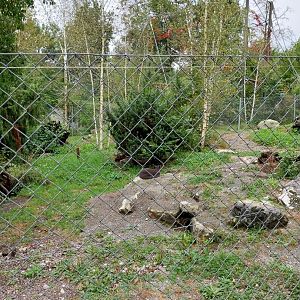 Arctic fox enclosure