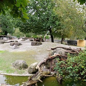 Greenland musk ox enclosure