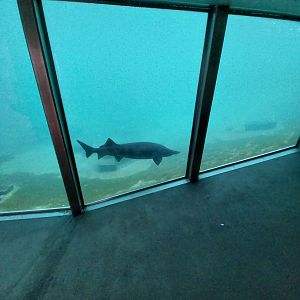 Papagaitaucherhalle - Beluga sturgeon (Huso huso)