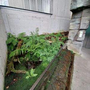 Papageitaucherhalle - Fire salamander enclosure