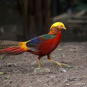 Golden Pheasant