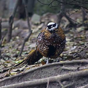 Reeves's Pheasant