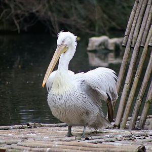 Dalmatian Pelican