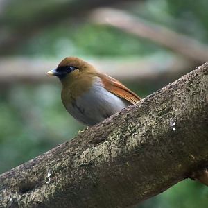 Buffy Laughingthrush (Pterorhinus berthemyi)