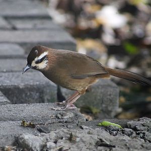 White-browed Laughingthrush (Pterorhinus sannio), Wild