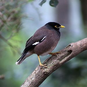 Common Myna