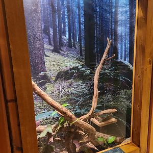 Elachee Nature Science Center - Tree Frog exhibit