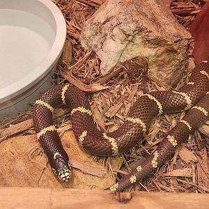 Elachee Nature Science Center - Lampropeltis californiae