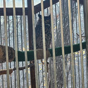 Elachee Nature Science Center - Great Horned Owl