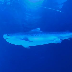Georgia Aquarium (2024) - Tiger Shark