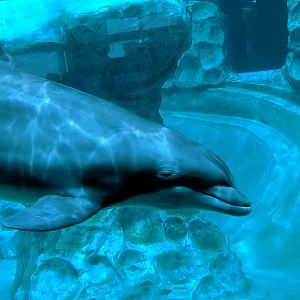 Georgia Aquarium (2024) - Bottlenose Dolphin