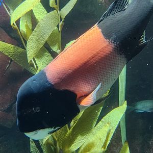 Georgia Aquarium (2024) - California Sheepshead