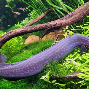 Georgia Aquarium (2024) - Fire Eel