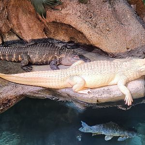 Georgia Aquarium (2024) - American Alligators