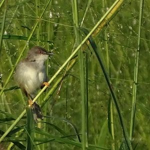Grey-breasted prinia (Prinia hodgsonii erro)