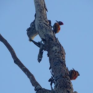 Greater flameback (Chrysocolaptes guttacristatus guttacristatus