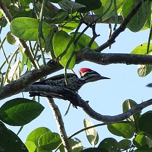 Common flameback (Dinopium javanense intermedium)