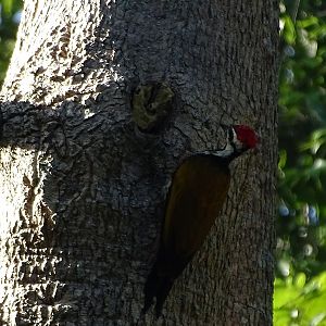 Common flameback (Dinopium javanense intermedium)