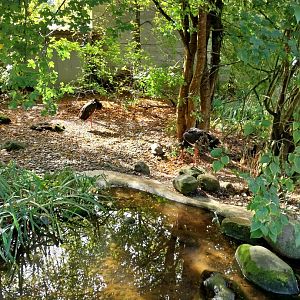 Black stork (Ciconia nigra)