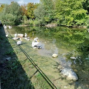 Aare Bank Facilities - Dalmatian pelican (Pelecanus crispus)