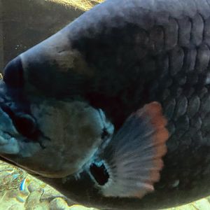 Giant Red Tail Gourami