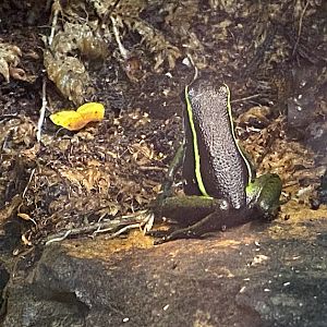 Three-striped Poison Frog