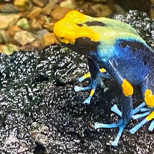 Tumucumaque Poison Frog