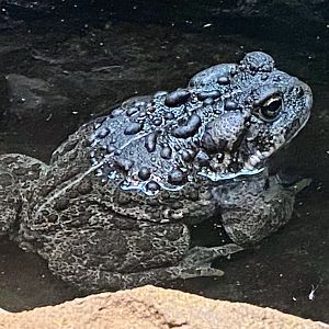 Boreal Toad