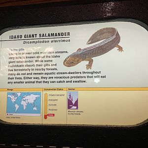 Idaho Giant Salamander signage