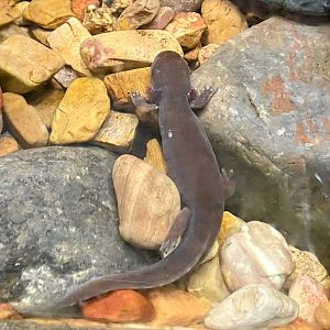 Idaho Giant Salamander