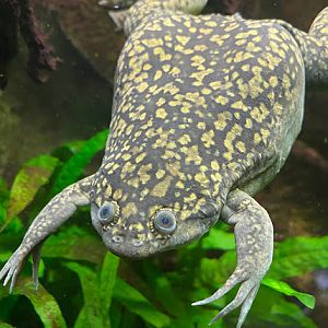 African Clawed Frog